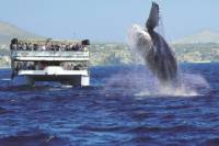 Los Cabos Whale Watching Cruise Including Breakfast