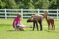 Luina Greine Alpacas Farm Tour