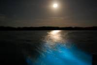 Luminous Lagoon Night Cruise in Jamaica