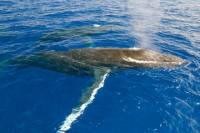 Luxury Whale Watch