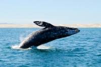 Majestic Whale Watching Adventure from Los Cabos