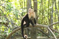 Mangrove Monkey Tour from Jaco