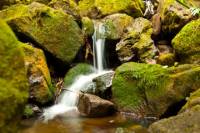 Manoa Waterfall Small Group Adventure