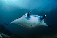 Manta Ray Night Snorkel Kona Hawaii