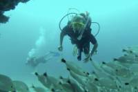 Marietas Islands National Park Certified Diving Trip