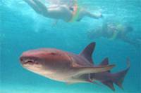 Marinarium Shark and Ray Experience