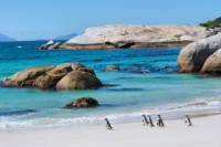 Marine Big 5 Catamaran Safari Adventure from Cape Town