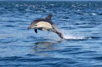 Marine Day Tour in Durban