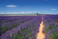 Marseille Shore Excursion: Private Aix-en-Provence and Valensole Lavender Tour
