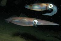 Maui Night Scuba Diving Tour