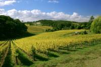 McLaren Vale and Glenelg Tour with Wine Tastings from Adelaide