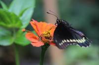 Medellin Flower Experience in Santa Elena