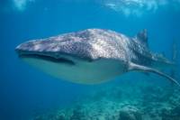 Mexican Whale Shark Snorkel Adventure