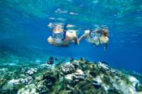 Molokini And Turtle Arches Snorkeling Trip