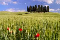Montalcino, Orcia Valley, Pienza and Montepulciano: Wine and Cheese Tasting Guided Tour from Florence