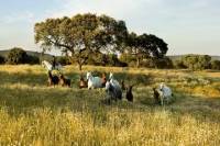 Monte Velho Lusitano Horse Stud Farm Private Day Trip from Lisbon