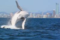 Morning or Afternoon Gold Coast Whale Watching Cruise