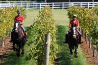 Mornington Peninsula Horseback Winery Day Trip from Melbourne