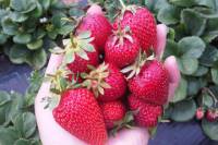Mornington Peninsula including Strawberry Farm Day Tour from Melbourne