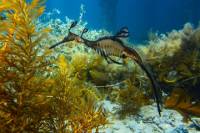 Mornington Peninsula Small-Group Seadragon Snorkel Tour