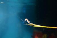Mornington Peninsula Small-Group Seahorse and Sponges Snorkel Tour