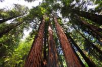 Muir Woods and Sausalito Tour