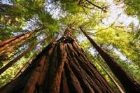 Muir Woods, Giant Redwoods and Sausalito Half-Day Trip
