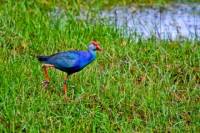 Muthurajawela Wetland Day Tour