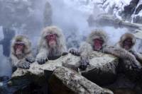 Nagano Day Trip from Tokyo: Snow Monkeys, Hot Springs and Zenko-ji Temple