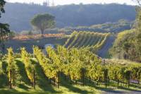 Napa Valley Wine Tour from San Francisco