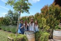Napa Valley Wineries Tour