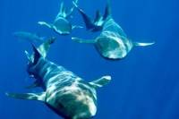 Nassau Shore Excursion: Shark Diving Adventure