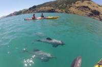 Nature Sea Kayak Guided Tour from Akaroa