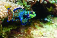 New England Aquarium