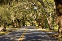 New Orleans Food Walking Tour on Oak Street