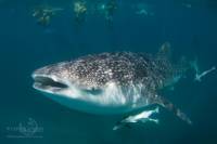 Ningaloo Reef Whale Shark Snorkeling Adventure from Exmouth