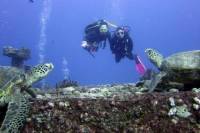 Oahu Certified SCUBA Adventure From Kewalo Basin
