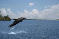 Oahu Dolphin-Watching Cruise with Lunch