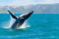 Oahu Whale Watching Cruise