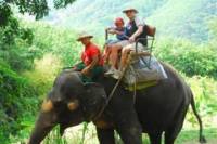 One-Hour Elephant Jungle Trek from Phuket