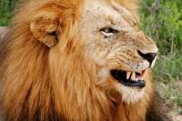 One Night Leopard Tour of Kruger National Park from Nelspruit