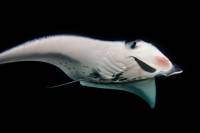 One Tank Manta Ray Night Dive