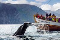 Original Whale Watching Tour on board a Traditional Oak Ship from Husavik