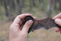 Overnight Melbourne Microbats Experience in the Royal Botanic Gardens