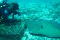 PADI Advanced Open Water Diver Course