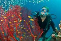 PADI Open Water Scuba Diving Course in Bayahibe