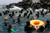 Palomino Islands Tour Plus Swimming with Sea Lions Experience