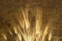 Pasta Tasting in Historical Artisan Lab
