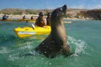 Penguin and Seal Island Kayak Tour