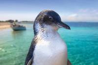 Penguin Island Tour with Dolphin and Sea Lion Cruise